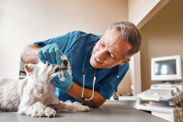 Best 24-Hour Emergency Dentist in Cambridge, MD